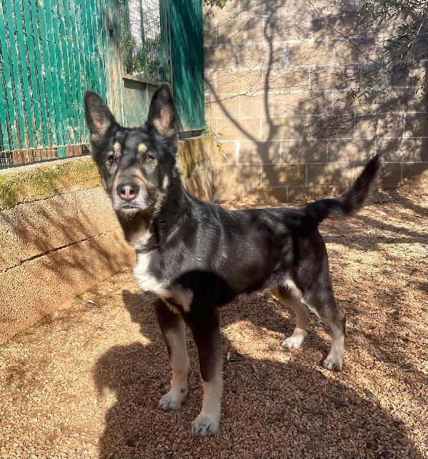 Giove simil pastore tedesco taglia media Foto 2